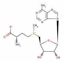 S-adenosyl-L-methionine substrate 
for S-adenosyl-L-methionine decarboxylase
